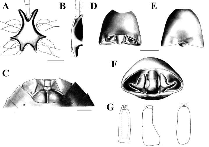 Figura 10. Ascra privata (Walker, 1868). A: Processo metasternal, vista ventral. B: Processo metasternal, vista lateral.