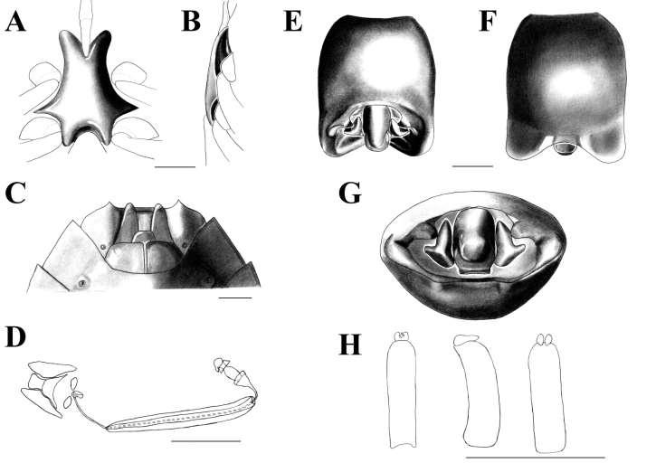 Figura 11. Ascra conspersa (Stål, 1872). A: Processo metasternal, vista ventral. B: Processo metasternal, vista lateral.