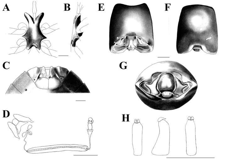 Figura 12. Ascra morbosa (Breddin, 1907). A: Processo metasternal, vista ventral. B: Processo metasternal, vista lateral.