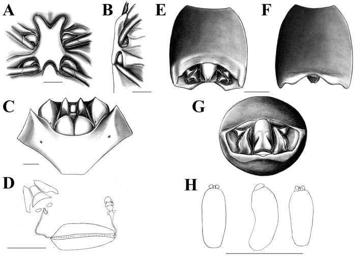 Figura 13. Ascra sp. n. 1. A: Processo metasternal, vista ventral. B: Processo metasternal, vista lateral.