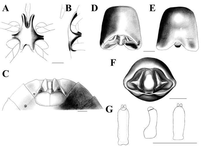 Figura 14. Ascra sp. n. 3. A: Processo metasternal, vista ventral. B: Processo metasternal, vista lateral.