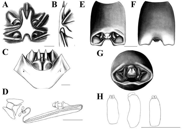 Figura 15. Ascra sp. n. 6. A: Processo metasternal, vista ventral. B: Processo metasternal, vista lateral.