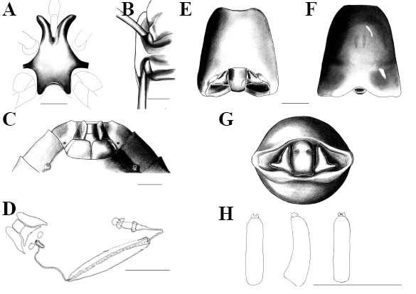 Figura 16. Ascra sp. n. 7. A: Processo metasternal, vista ventral. B: Processo metasternal, vista lateral.