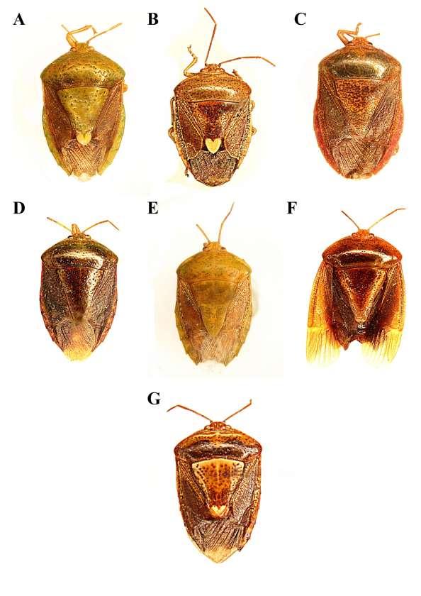 Figura 17. Grupo de espécie bifida. A: Ascra bifida. B: Ascra cordifera.