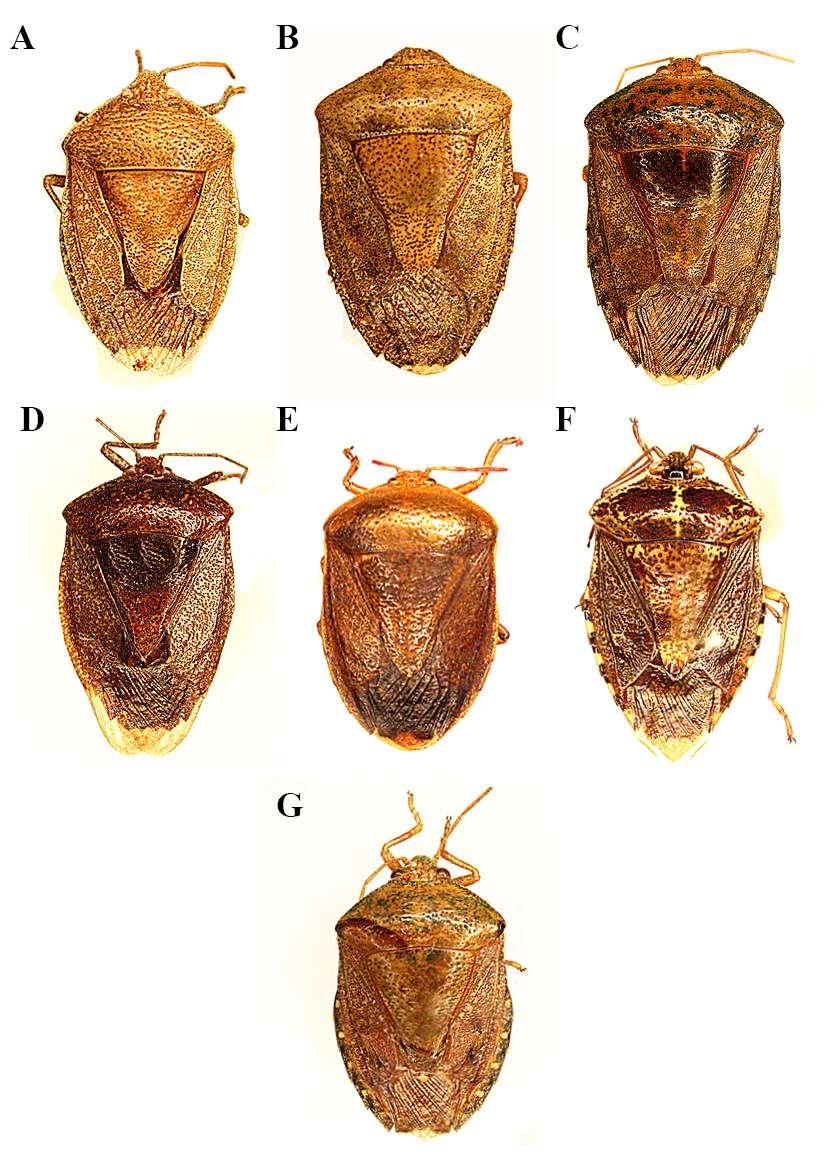 Figura 18. Grupo de espécie privata. A: Ascra privata. B: Ascra conspersa.