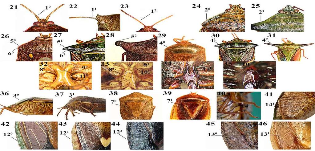 Figuras 21-46.