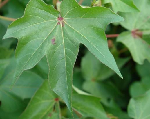 ACARO RAJADO-Tetranichus urticae( Acari: