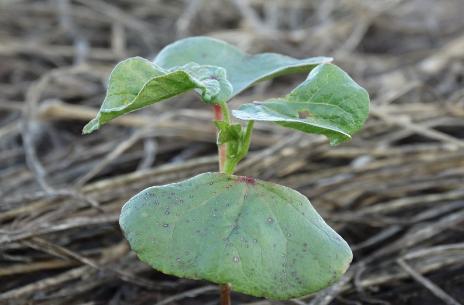 plantas; Condição de estiagem prolongada favorece o crescimento populacional;