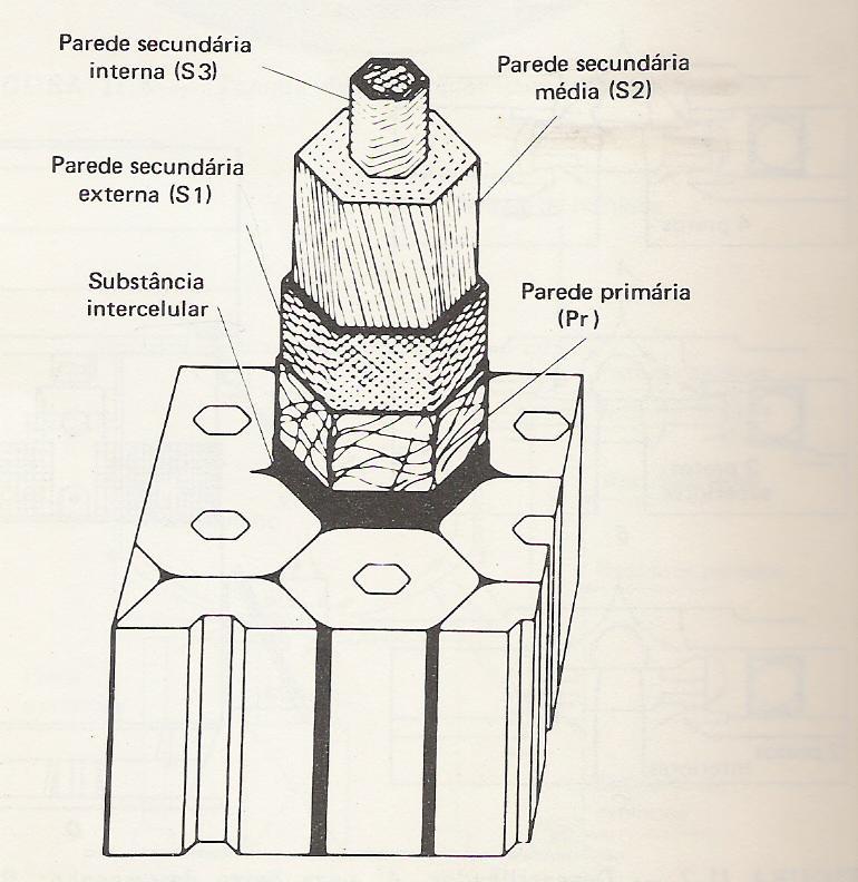 15 A figura 02 apresenta a estrutura da fibra: Figura 02 Estrutura da fibra. Fonte: (PIREZ, KUAN, BENAZZI e BUGAJER, 1988, p.590).