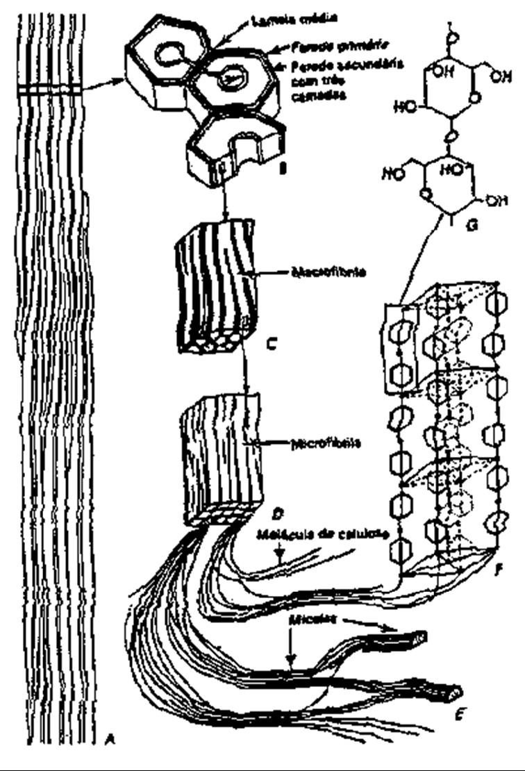 20 Figura 07 Ação da hidratação das fibras Fonte: (MANFREDI, 2010, p.86).