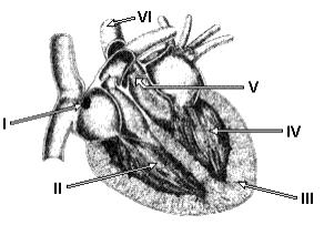 18) (UFES/2001) Analisando a figura do sistema circulatório do homem, podemos afirmar que a) cada ciclo cardíaco é iniciado em I pela geração espontânea de um potencial de ação, que se propaga