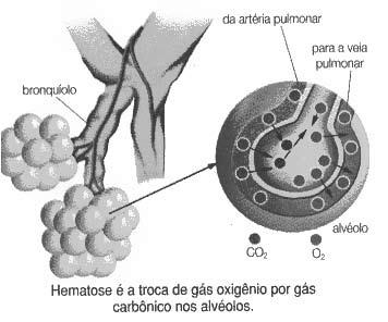 Transporte de gases respiratórios Diafragma: A base de cada pulmão apóia-se no diafragma, órgão músculomembranoso que separa o tórax do abdômen, presente apenas em mamíferos, promovendo, juntamente
