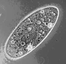 Características do Reino Monera - As células dos organismos deste reino carecem de membrana nuclear; - Estes seres não apresentam cromossomos complexos; - Estes seres não se reproduzem sexuadamente,