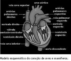 Anfíbios Coração com três cavidades, duas aurículas e um ventrículo.