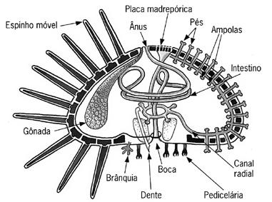 b) a larva do parasita passa pelo meio aquático, após sair do caramujo?