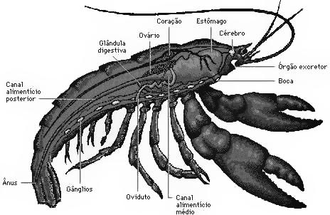 Excreção: Glândulas verdes ou glândulas antenais; Habitat mais comum: aquático.