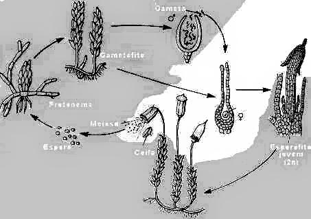 As gimnospermas possuem estruturas especiais de reprodução chamadas estróbilos, ou cones (daí o nome colíferas).