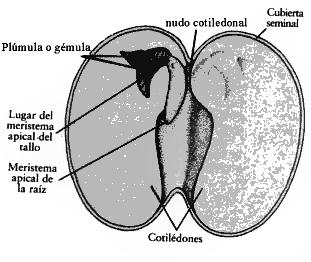 Quando o estróbilo masculinos se abre, ele libera grande quantidade de grãos de pólen. Os grãos de pólen são as estruturas reprodutora masculina, que contém a célula sexual.