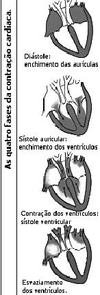 saem do coração são chamados de artérias e os que chegam até ele são chamados de veias. Na pequena circulação, o sangue venoso sai do ventrículo direito pela artéria pulmonar em direção ao pulmão.