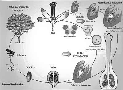 ANGIOSPERMAS Angiospermas são vegetais cujos óvulos estão encerrados no interior do ovário e que, consequentemente tem suas sementes encerradas no interior dos frutos (angios=vasos e sperma=semente).