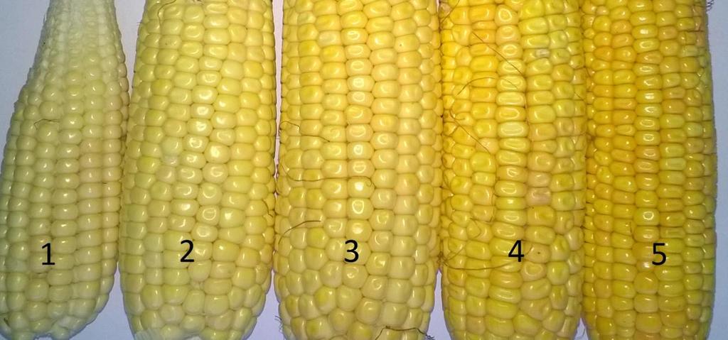 22 janeiro, e as demais cultivares colhidas no dia 22 de janeiro. Já as espigas de milho verde foram colhidas 79 dias após a emergência, todas as espigas superiores da área útil.