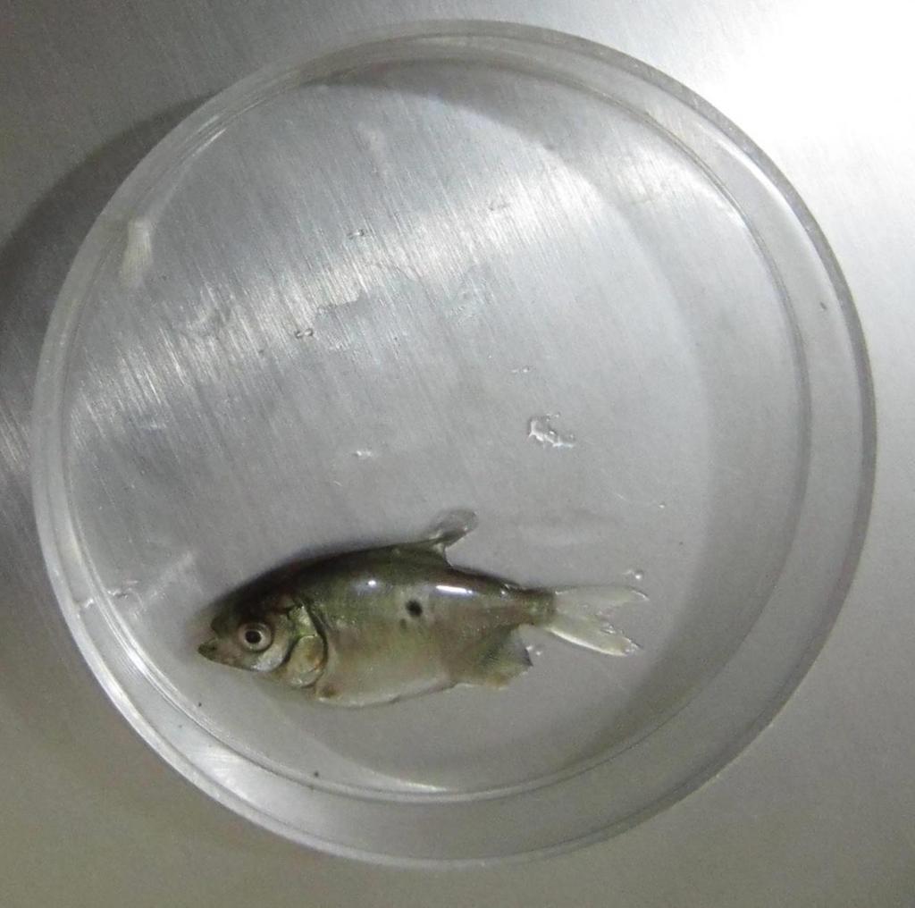 Figura 16. Exemplar de juvenil de tambaqui (Colossoma macropomum) com 3 cm de comprimento total. Antes do transporte os peixes foram estocados em caixas de PVC com capacidade útil de 1.000 3.