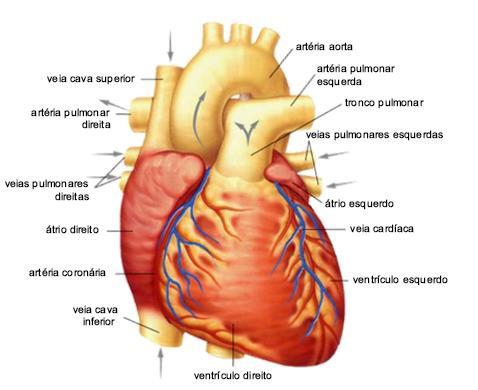 Figura 15 Coração humano: aspecto externo. [26] Os movimentos do sangue no organismo humano são sustentados pelas contrações da musculatura do coração.