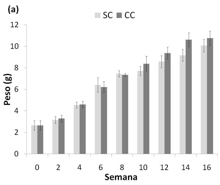 Maiores diferenças significativas (p<0,05) no crescimento dos camarões no tratamento CC, ocorreram durante o período de clarificação (figura 12a).