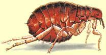 MALARIA CHAGAS