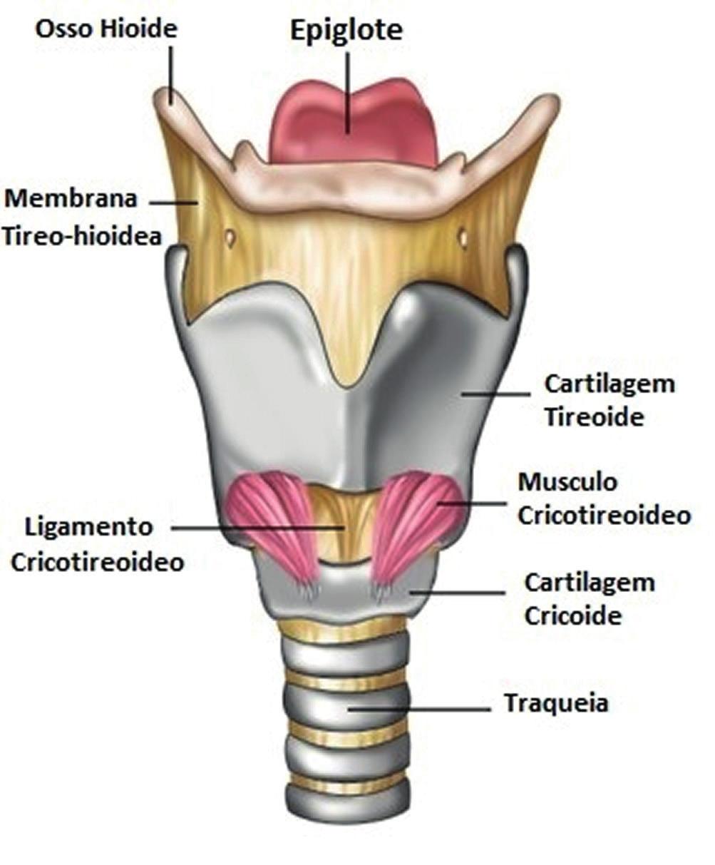 Mineralização das Cartilagens Laríngeas A laringe é o órgão que estabelece a comunicação entre a faringe e a traqueia de modo a constituir a passagem do ar para os pulmões, além de exercer
