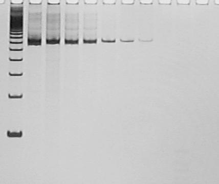 8%, corado com nitrato de prata, dos produtos de amplificação, por PCR, de DNA de forma