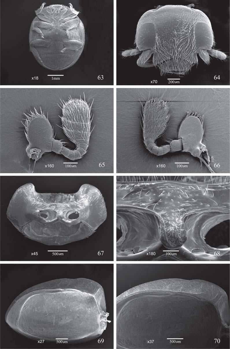 380 Costa et al. Figs. 63-70. Exoplectra miniata (Germar, 1824).