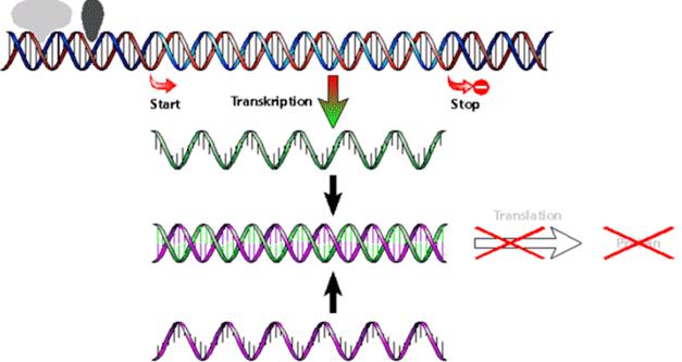 Os genes A,B e C contribuem para o desenvolvimento de vísceras: Sua relação pode ser resumida como: A B - C - formação de vísceras 2) Expressão de A irá a) estimular formação de vísceras b) inibir