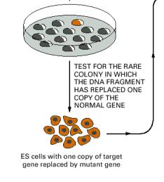 html http://users.rcn.com/jkimball.ma.ultranet/biologypages/t/transgenicanimals.