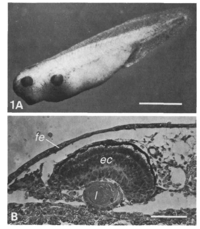 O transplante de vesícula óptica para o ectoderma do tronco em anfíbios gera cristalino ectópicos. O ectoderma do tronco tem potencial de formar cristalino.