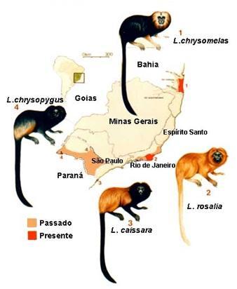 Figura 3. Distribuição aproximada das espécies do gênero Leontopithecus. Figura retirada do site da Associação Mico-Leão-Dourado. Acesso em: 8 de setembro de 2015.