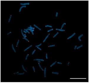 Figura 10. Correspondência dos cromossomos humanos no cariótipo de uma fêmea de L. rosalia 