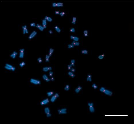 Após a hibridação com a sonda de DNA alfa-satélite, as regiões pericentroméricas de todos os cromossomos mostraram marcação (Figura 12).