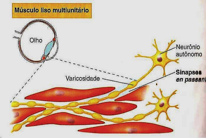 Músculo liso MULTI- UNITÁRIO: - Fibras musculares separadas que contraem independentemente - Cobertos por colágeno e glicoproteínas - Inervados por uma única?