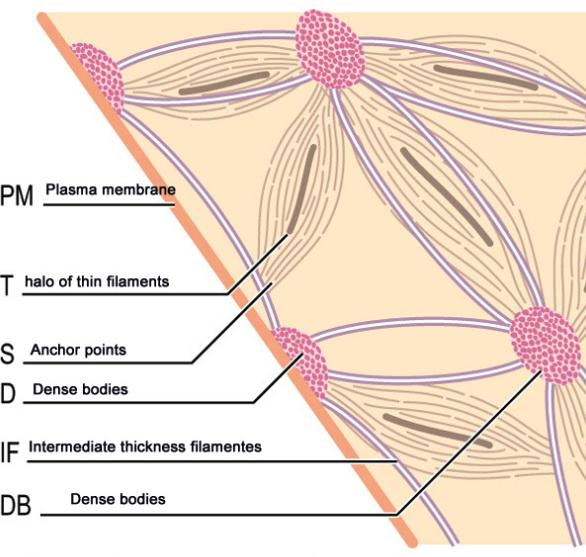Músculo liso - Disposição dos Filamentos das proteínas contráteis Filamentos de actina e miosina CORPOS DENSOS: Interconectados por FILAMENTOS intermediários NÃO CONTRÁTEIS O?