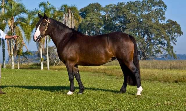 Ventania San Justo 400 Grande Campeão da FICCC Tañido Tramposa... Ganador del Oeste Discola del Oeste... Sendero Kalifa J A Cartucho Che Ñapinda 553 Oliva.