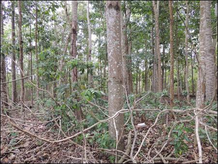 10 Uso de espécies arbóreas nativas para a propriedade rural e mercado regional na região de Sooretama, ES Mais duas espécies merecem destaque quanto ao seu uso na propriedade, o roxinho e a sucanga.