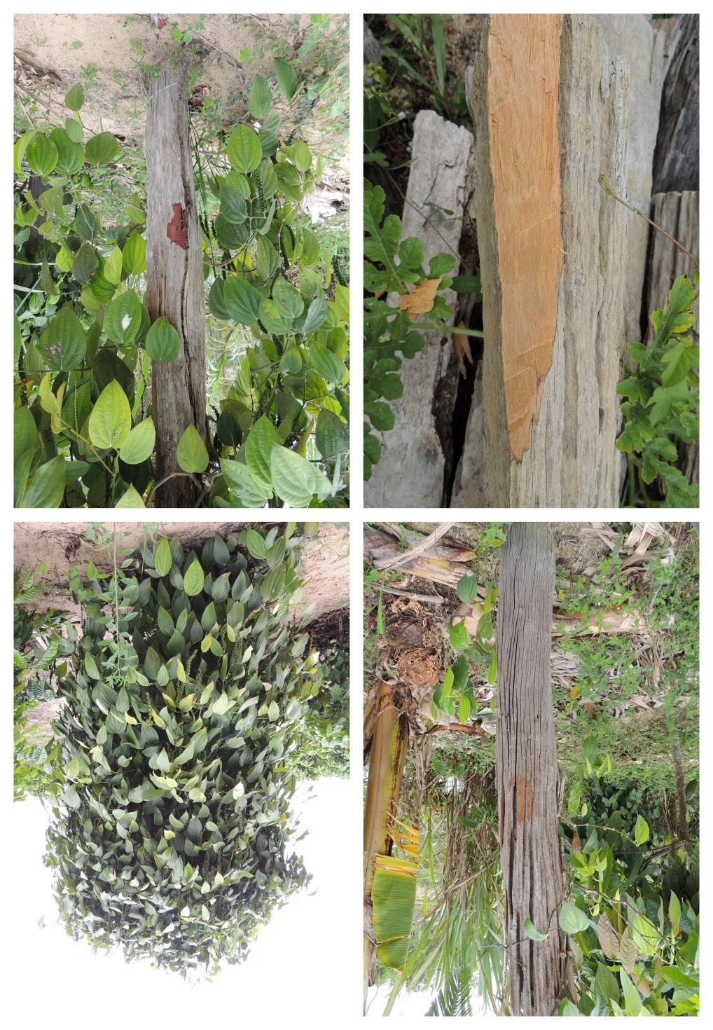 Uso de espécies arbóreas nativas para a propriedade rural e mercado regional na região de Sooretama, ES 13 da madeira, como móveis, tutoramento de pimenta-doreino, paletes e embalagens (ESPIRÍTO