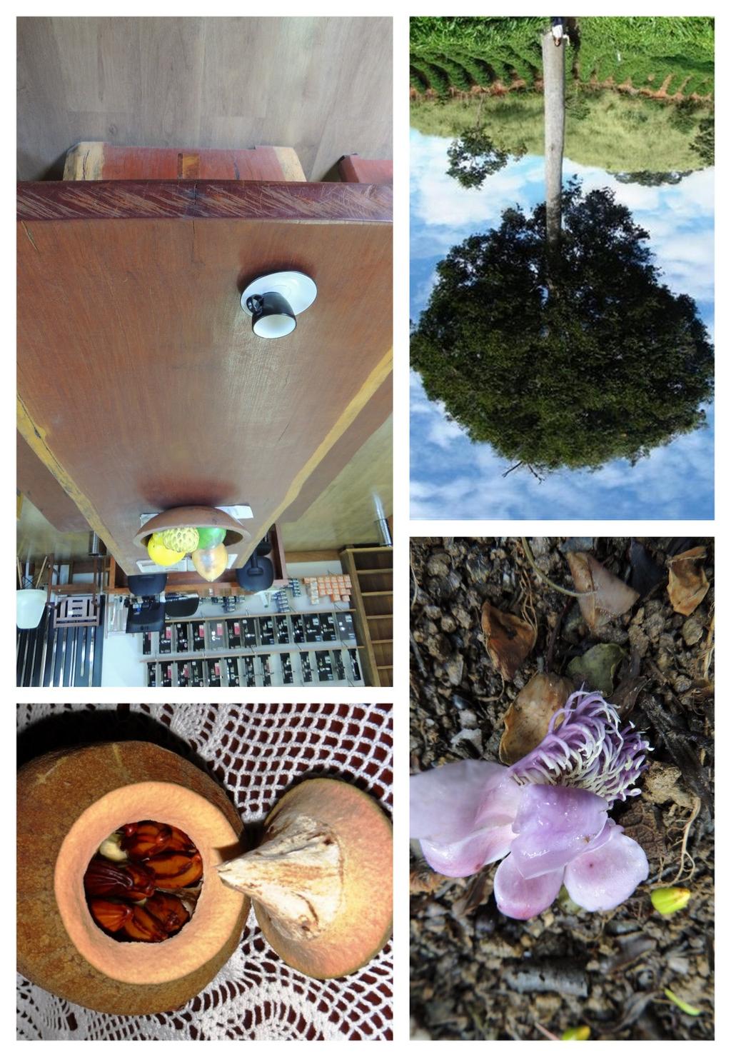 Uso de espécies arbóreas nativas para a propriedade rural e mercado regional na região de Sooretama, ES 7 Foto: