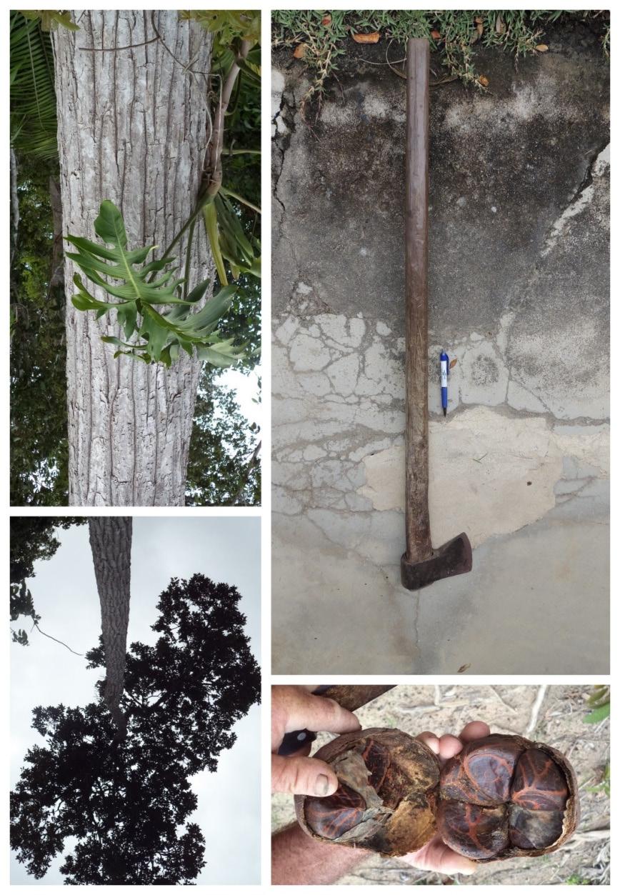 Uso de espécies arbóreas nativas para a propriedade rural e mercado regional na região de Sooretama, ES 9 em cabo de ferramenta aquece a mão quando se está trabalhando. C.