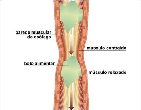 SUCO GÁSTRICO ESÔFAGO ESTÔMAGO GLÂNDULAS