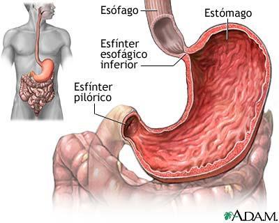 muco Células principais: lipase gástrica;