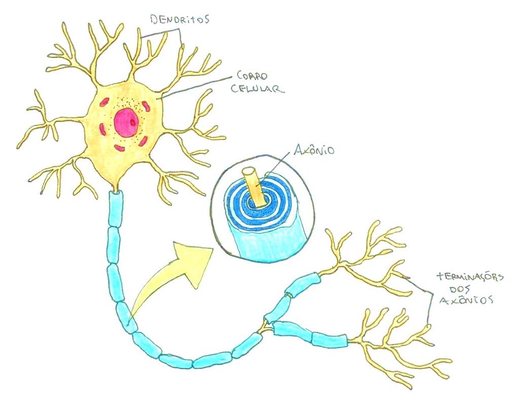 T E C I D O N E R V O S O Este tecido está relacionado à percepção dos estímulos exteriores e à formulação da resposta adequada ao estímulo. Os neurônios são as células que compõem esse tecido.