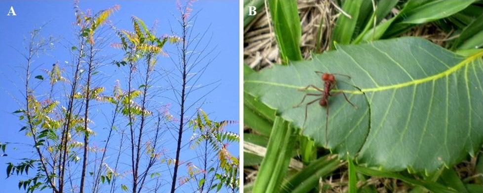 Primeiro registro de Atta sexdens rubropilosa forel atacando árvores de Nim, Azadirachta indica A. Juss. 731 Fig.