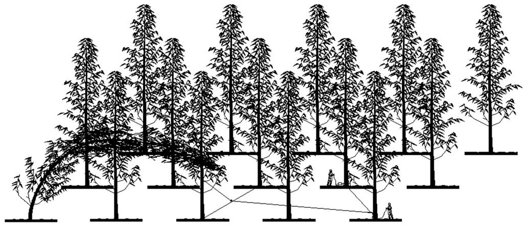 Figura 1. Posição das amostras retiradas dos discos nas árvores para determinação dos parâmetros anatômicos, físicos e químicos. Figure 1.
